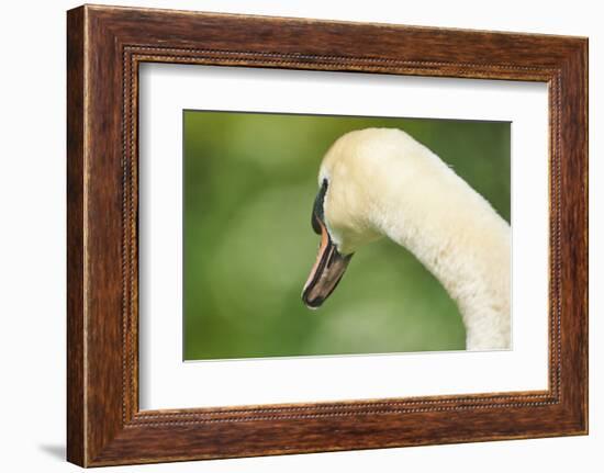 mute swan, Cygnus olor, portrait-David & Micha Sheldon-Framed Photographic Print