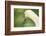 mute swan, Cygnus olor, portrait-David & Micha Sheldon-Framed Photographic Print