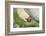 mute swan, Cygnus olor, portrait-David & Micha Sheldon-Framed Photographic Print