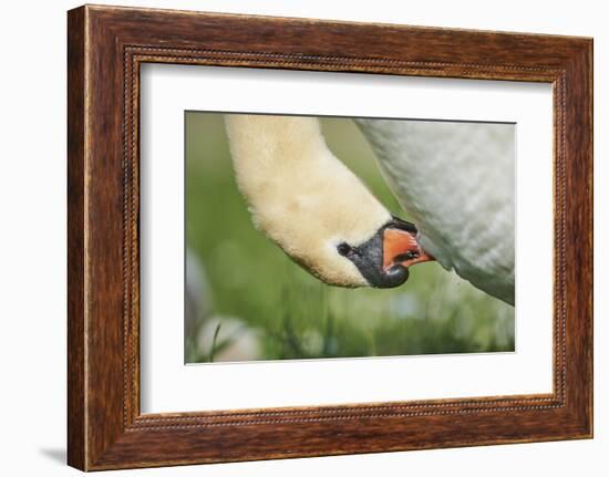 mute swan, Cygnus olor, portrait-David & Micha Sheldon-Framed Photographic Print