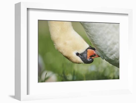 mute swan, Cygnus olor, portrait-David & Micha Sheldon-Framed Photographic Print