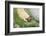 mute swan, Cygnus olor, portrait-David & Micha Sheldon-Framed Photographic Print