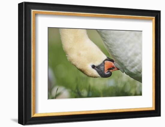 mute swan, Cygnus olor, portrait-David & Micha Sheldon-Framed Photographic Print