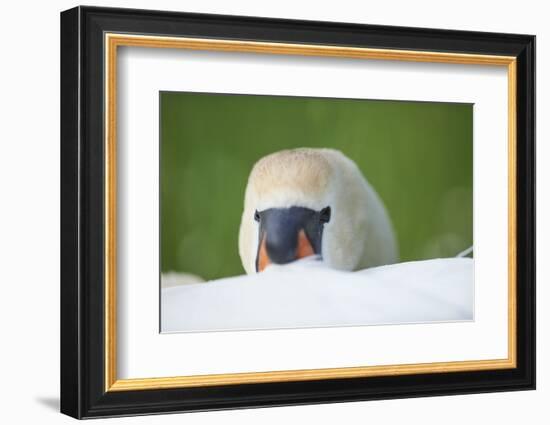 mute swan, Cygnus olor, portrait-David & Micha Sheldon-Framed Photographic Print