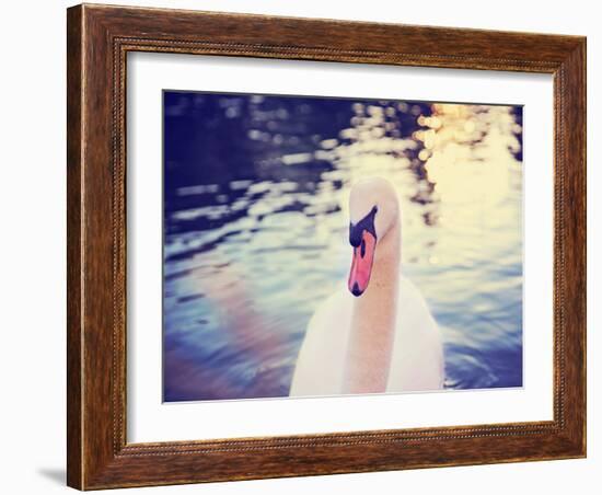 Mute Swan, Cygnus Olor, Single Bird on Dark Water Toned with a Retro Vintage Instagram Filter Effec-graphicphoto-Framed Photographic Print