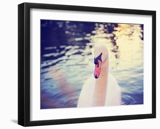 Mute Swan, Cygnus Olor, Single Bird on Dark Water Toned with a Retro Vintage Instagram Filter Effec-graphicphoto-Framed Photographic Print