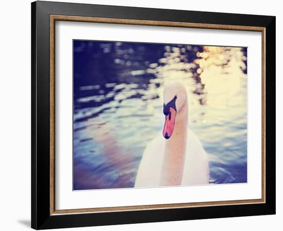 Mute Swan, Cygnus Olor, Single Bird on Dark Water Toned with a Retro Vintage Instagram Filter Effec-graphicphoto-Framed Photographic Print