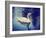 Mute Swan, Cygnus Olor, Single Bird on Dark Water Toned with a Retro Vintage Instagram Filter Effec-graphicphoto-Framed Photographic Print