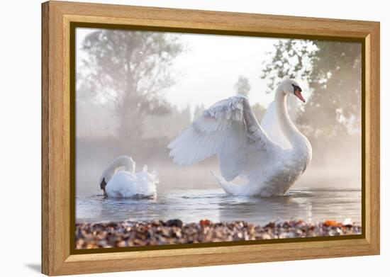 Mute Swan (Cygnus Olor) Stretching on a Mist Covered Lake at Dawn-Kevin Day-Framed Premier Image Canvas