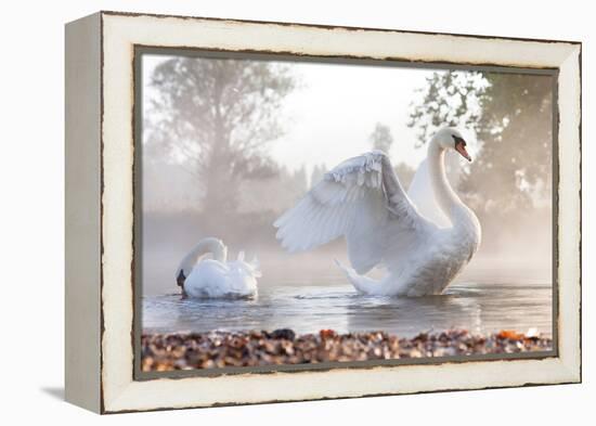 Mute Swan (Cygnus Olor) Stretching on a Mist Covered Lake at Dawn-Kevin Day-Framed Premier Image Canvas