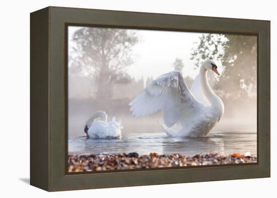 Mute Swan (Cygnus Olor) Stretching on a Mist Covered Lake at Dawn-Kevin Day-Framed Premier Image Canvas