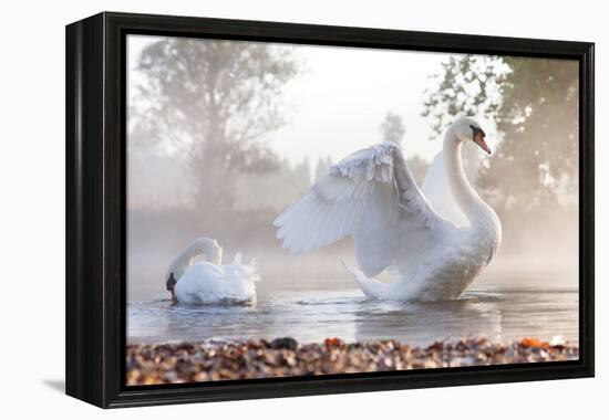 Mute Swan (Cygnus Olor) Stretching on a Mist Covered Lake at Dawn-Kevin Day-Framed Premier Image Canvas