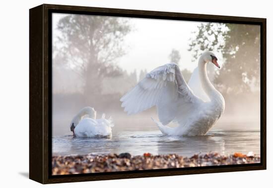 Mute Swan (Cygnus Olor) Stretching on a Mist Covered Lake at Dawn-Kevin Day-Framed Premier Image Canvas