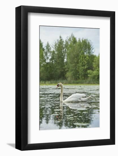 mute swan, Cygnus olor, water, swim, close-up-David & Micha Sheldon-Framed Photographic Print