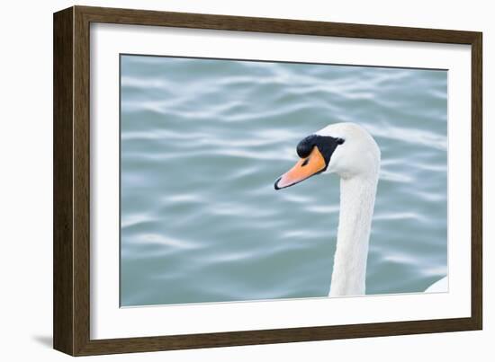 Mute Swan Head-tigidal-Framed Photographic Print