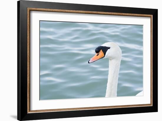 Mute Swan Head-tigidal-Framed Photographic Print