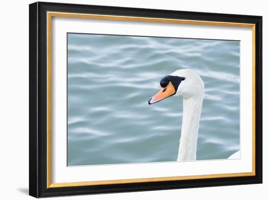 Mute Swan Head-tigidal-Framed Photographic Print