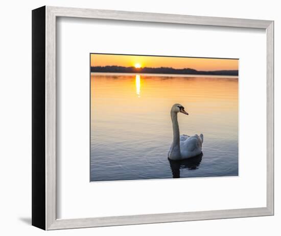 Mute swan in front of setting sun-enricocacciafotografie-Framed Photographic Print