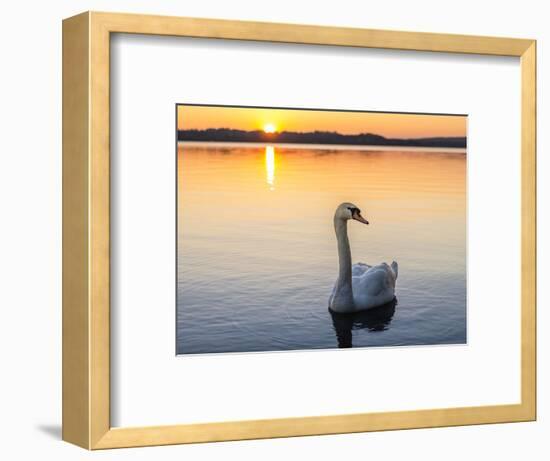 Mute swan in front of setting sun-enricocacciafotografie-Framed Photographic Print