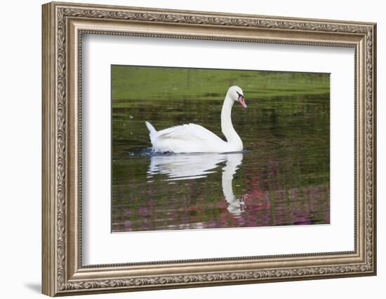 Mute Swan in small pond reflection springtime, South Carolina-Darrell Gulin-Framed Photographic Print