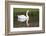 Mute Swan in small pond reflection springtime, South Carolina-Darrell Gulin-Framed Photographic Print