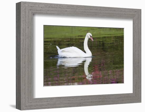 Mute Swan in small pond reflection springtime, South Carolina-Darrell Gulin-Framed Photographic Print