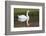 Mute Swan in small pond reflection springtime, South Carolina-Darrell Gulin-Framed Photographic Print