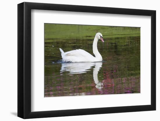Mute Swan in small pond reflection springtime, South Carolina-Darrell Gulin-Framed Photographic Print