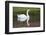 Mute Swan in small pond reflection springtime, South Carolina-Darrell Gulin-Framed Photographic Print