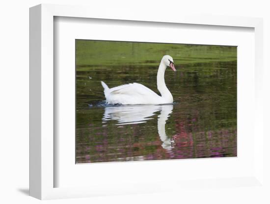 Mute Swan in small pond reflection springtime, South Carolina-Darrell Gulin-Framed Photographic Print