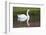 Mute Swan in small pond reflection springtime, South Carolina-Darrell Gulin-Framed Photographic Print