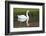 Mute Swan in small pond reflection springtime, South Carolina-Darrell Gulin-Framed Photographic Print