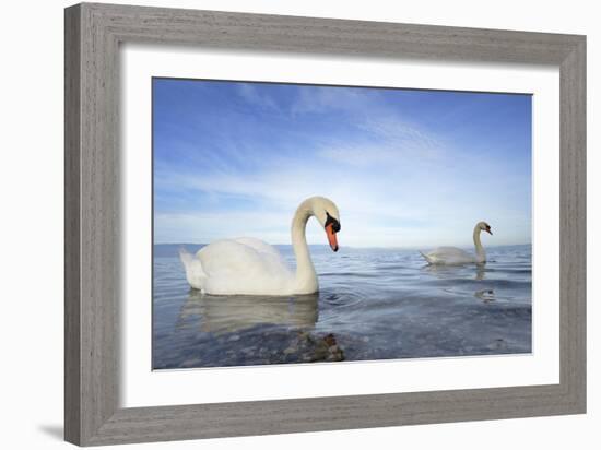 Mute Swan in Water-AndreAnita-Framed Photographic Print