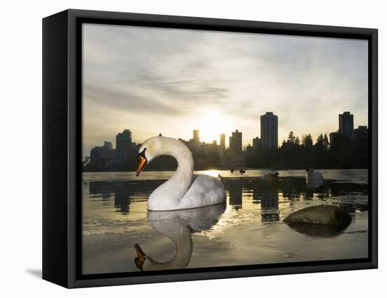 Mute Swan, Lost Lagoon, Stanley Park, British Columbia, Canada-Paul Colangelo-Framed Premier Image Canvas