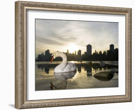 Mute Swan, Lost Lagoon, Stanley Park, British Columbia, Canada-Paul Colangelo-Framed Photographic Print