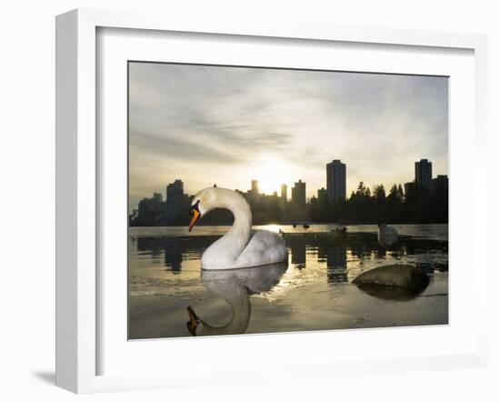 Mute Swan, Lost Lagoon, Stanley Park, British Columbia, Canada-Paul Colangelo-Framed Photographic Print