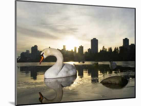 Mute Swan, Lost Lagoon, Stanley Park, British Columbia, Canada-Paul Colangelo-Mounted Photographic Print