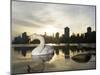 Mute Swan, Lost Lagoon, Stanley Park, British Columbia, Canada-Paul Colangelo-Mounted Photographic Print