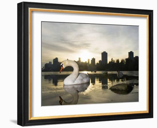 Mute Swan, Lost Lagoon, Stanley Park, British Columbia, Canada-Paul Colangelo-Framed Photographic Print