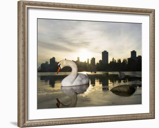 Mute Swan, Lost Lagoon, Stanley Park, British Columbia, Canada-Paul Colangelo-Framed Photographic Print