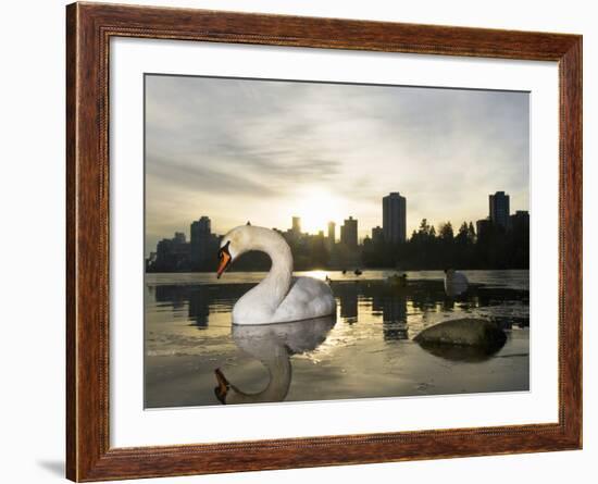 Mute Swan, Lost Lagoon, Stanley Park, British Columbia, Canada-Paul Colangelo-Framed Photographic Print