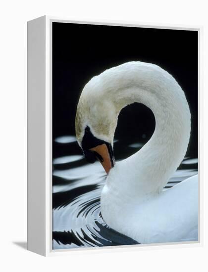 Mute Swan Male Preening, UK-Simon King-Framed Premier Image Canvas