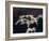 Mute swan, Munich, Germany-Frank Krahmer-Framed Giclee Print