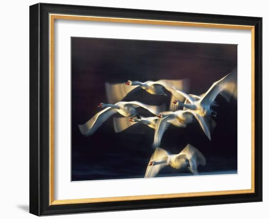 Mute swan, Munich, Germany-Frank Krahmer-Framed Giclee Print