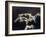 Mute swan, Munich, Germany-Frank Krahmer-Framed Giclee Print