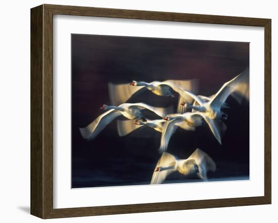 Mute swan, Munich, Germany-Frank Krahmer-Framed Giclee Print