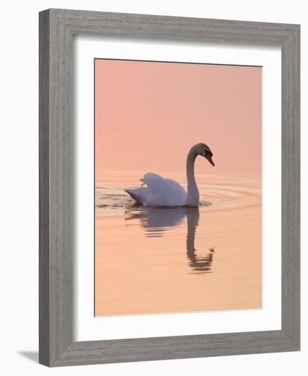 Mute Swan on Calm Water at Sunrise-null-Framed Photographic Print