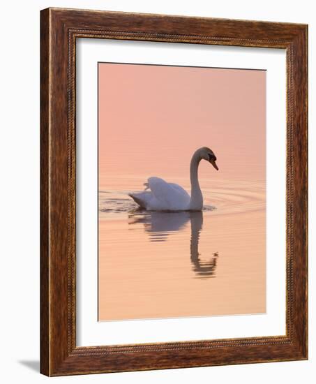 Mute Swan on Calm Water at Sunrise-null-Framed Photographic Print