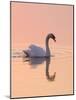 Mute Swan on Calm Water at Sunrise-null-Mounted Photographic Print