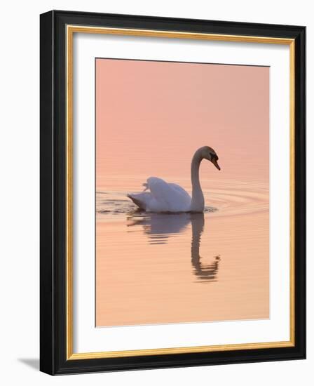 Mute Swan on Calm Water at Sunrise-null-Framed Photographic Print